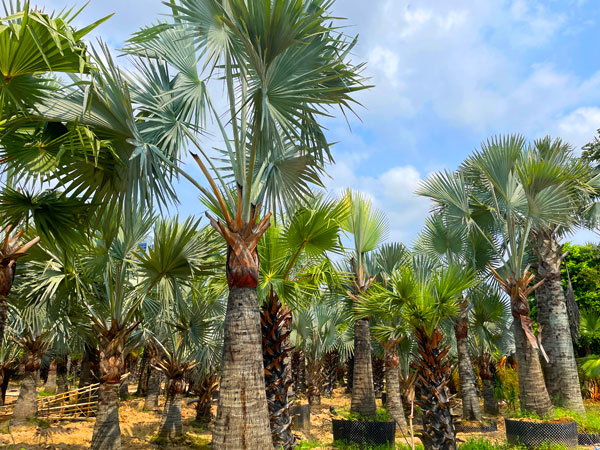霸王棕 茂华苗圃