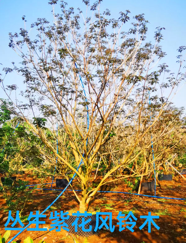 紫花风铃木 茂华苗圃